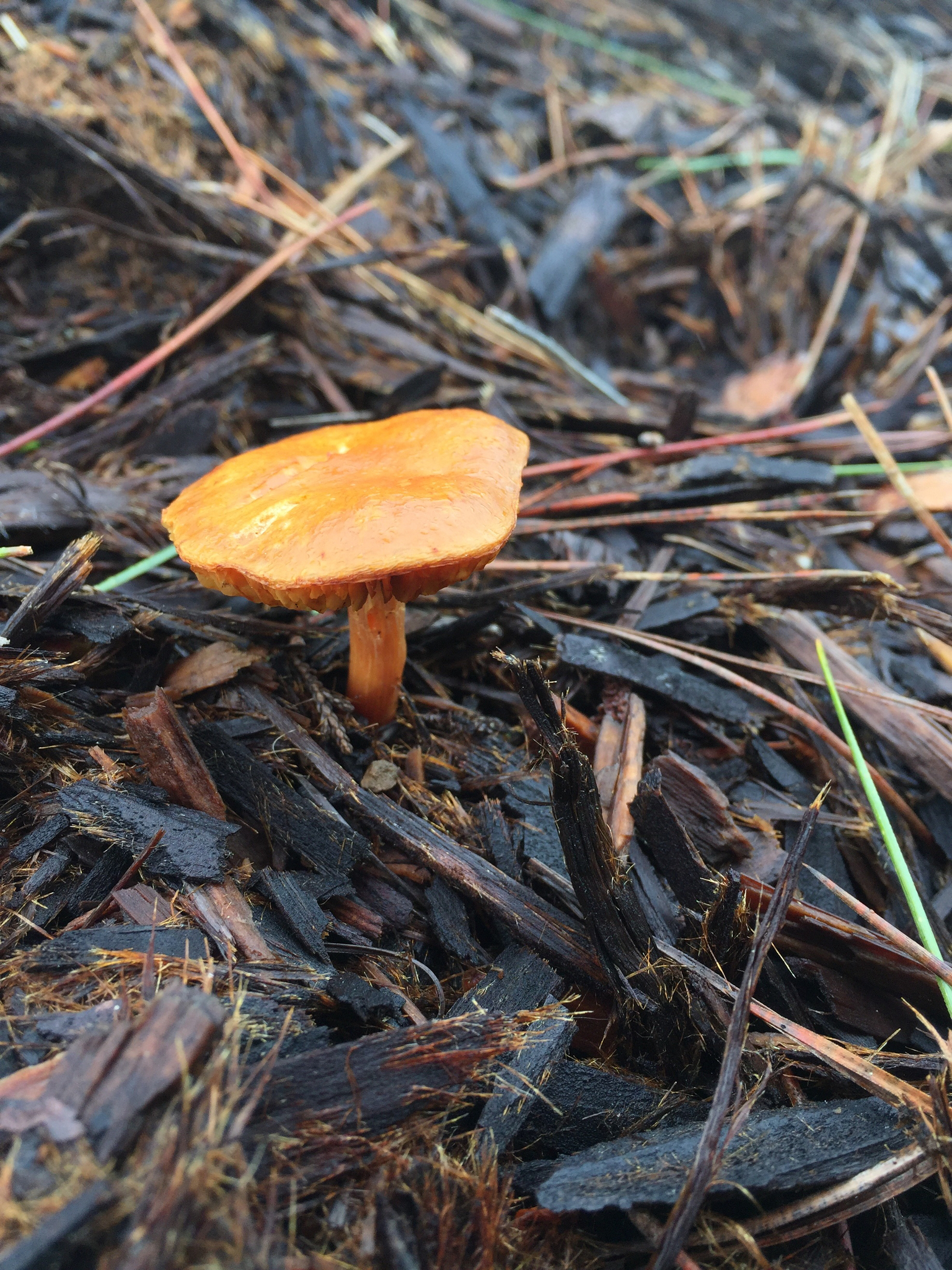 Gymnopilus sapineus image