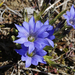Gentians - Photo (c) Toshihiro Nagata, some rights reserved (CC BY-NC)