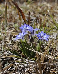 Gentiana thunbergii thunbergii