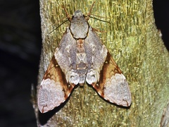 Manduca lefeburii