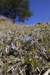 Gentiana thunbergii thunbergii