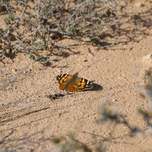 Painted Lady