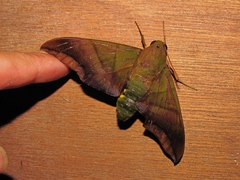 Oryba achemenides