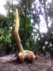 Ophiocordyceps melolonthae