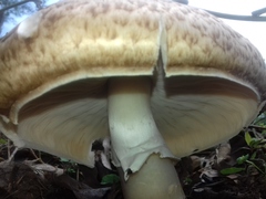 Agaricineae
