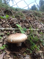 Agaricineae