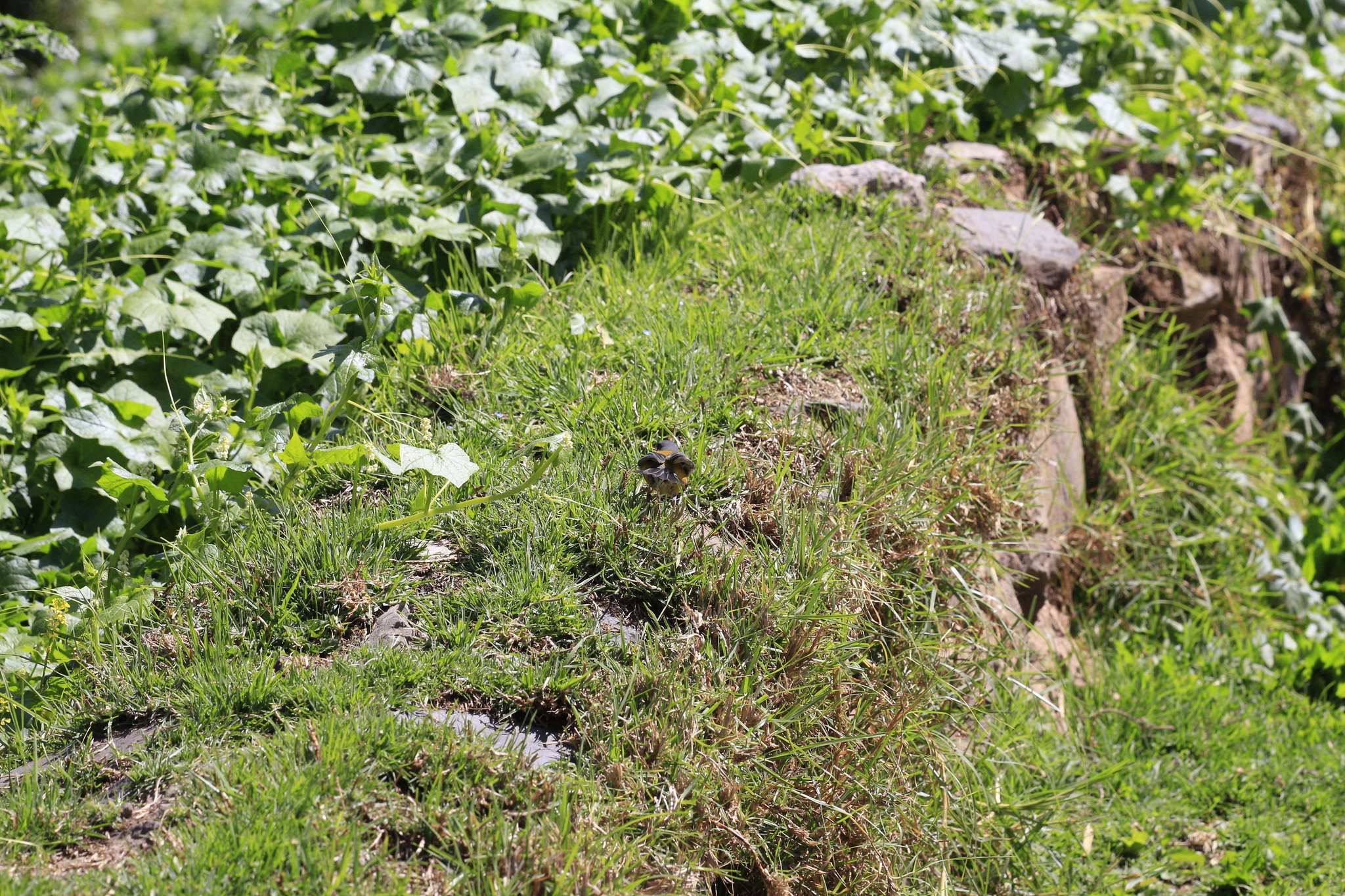 Peruvian Sierra Finch (Phrygilus punensis), photo 3