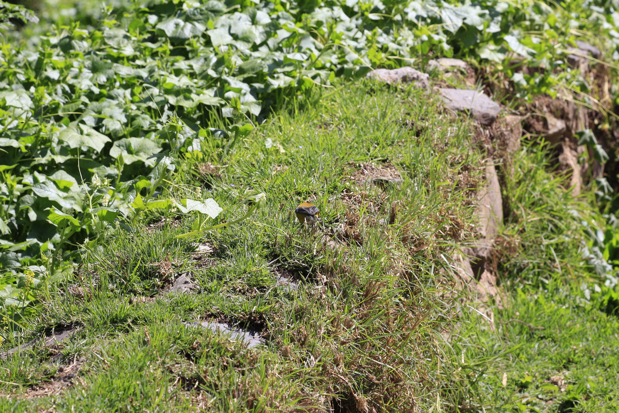 Peruvian Sierra Finch (Phrygilus punensis), photo 4