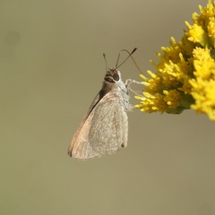 Lerodea eufala eufala
