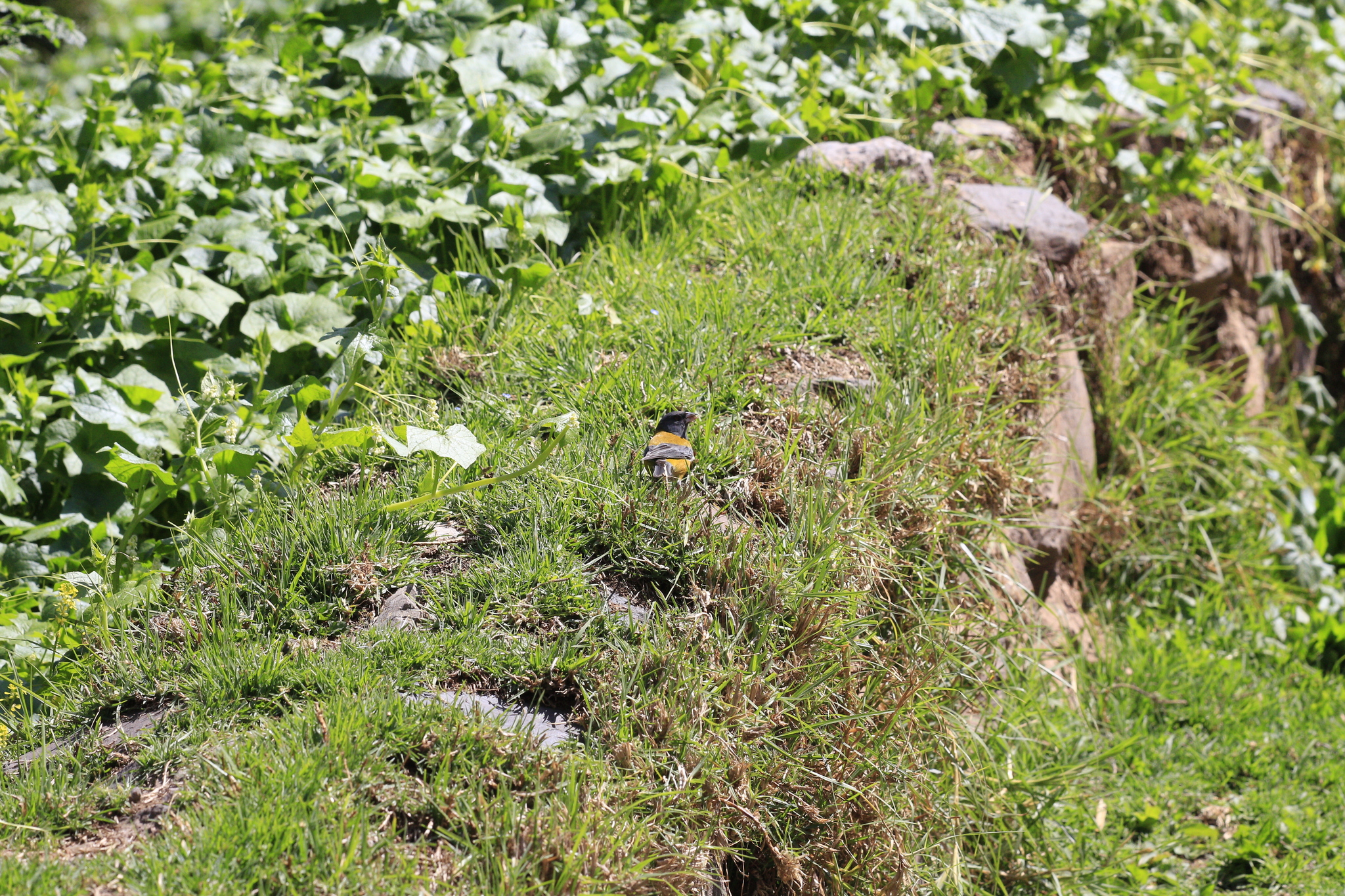 Peruvian Sierra Finch (Phrygilus punensis), photo 5