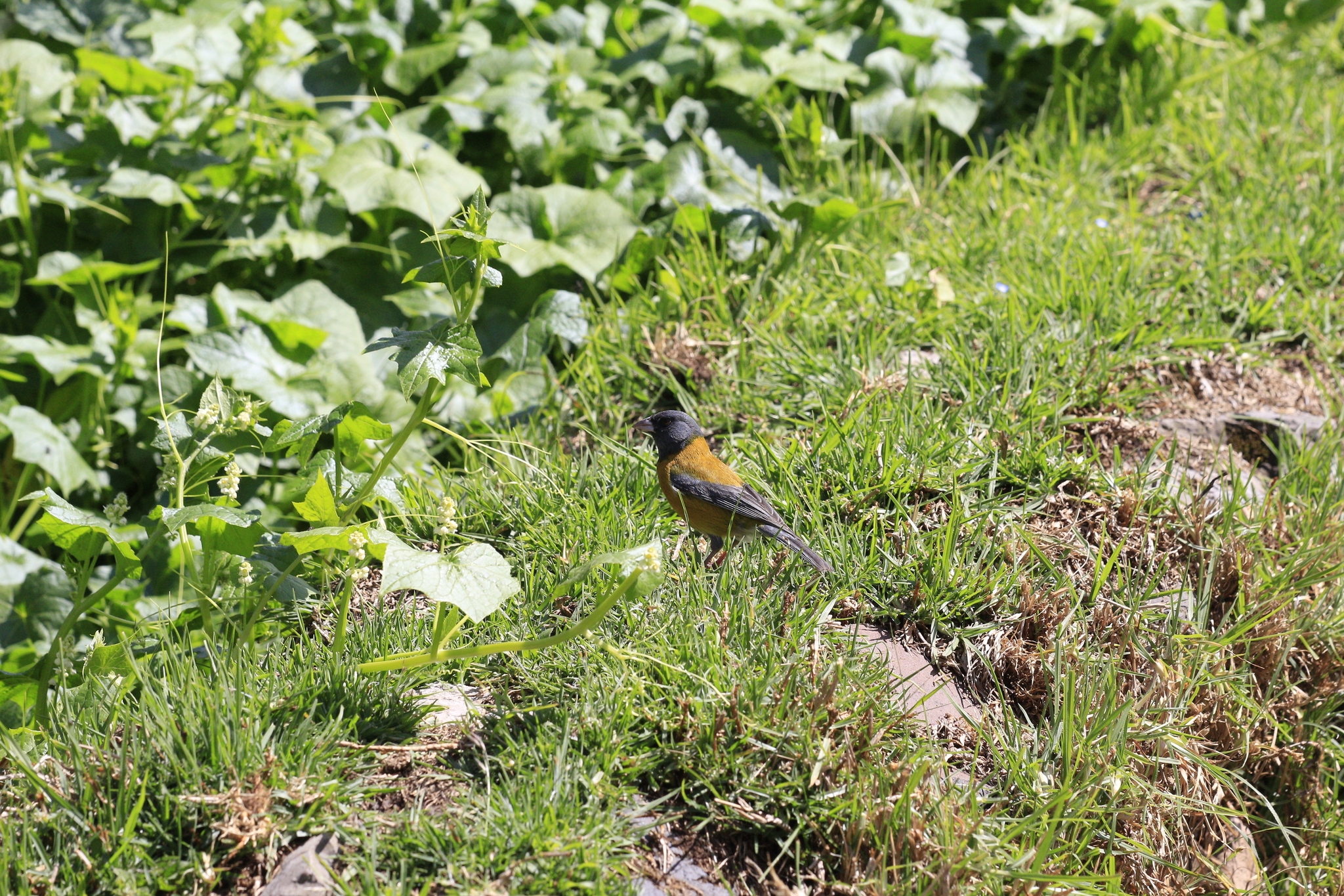 Peruvian Sierra Finch (Phrygilus punensis), photo 6