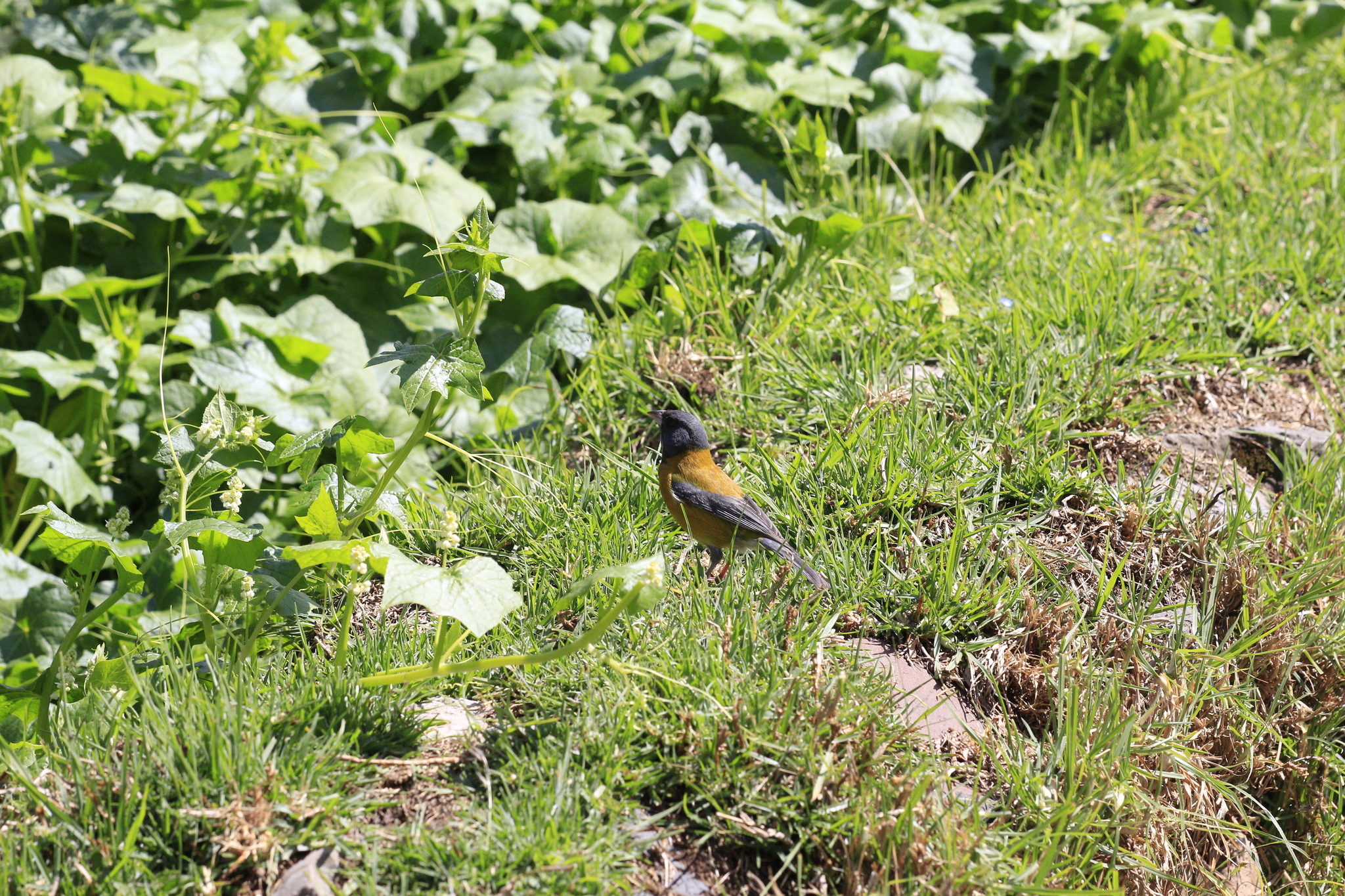 Peruvian Sierra Finch (Phrygilus punensis), photo 7