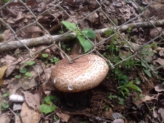 Agaricineae