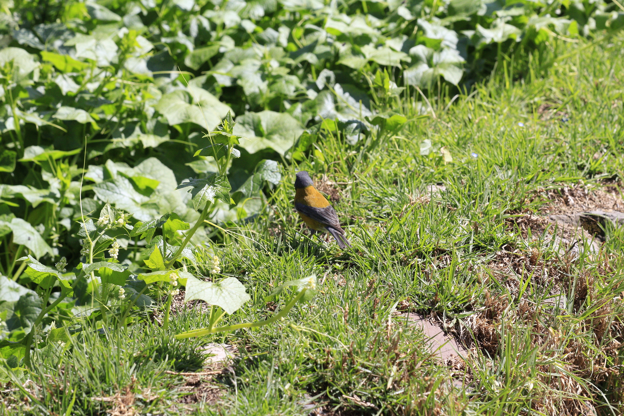 Peruvian Sierra Finch (Phrygilus punensis), photo 8