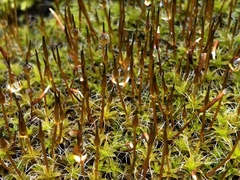 Syntrichia princeps