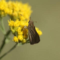 Lerodea eufala eufala