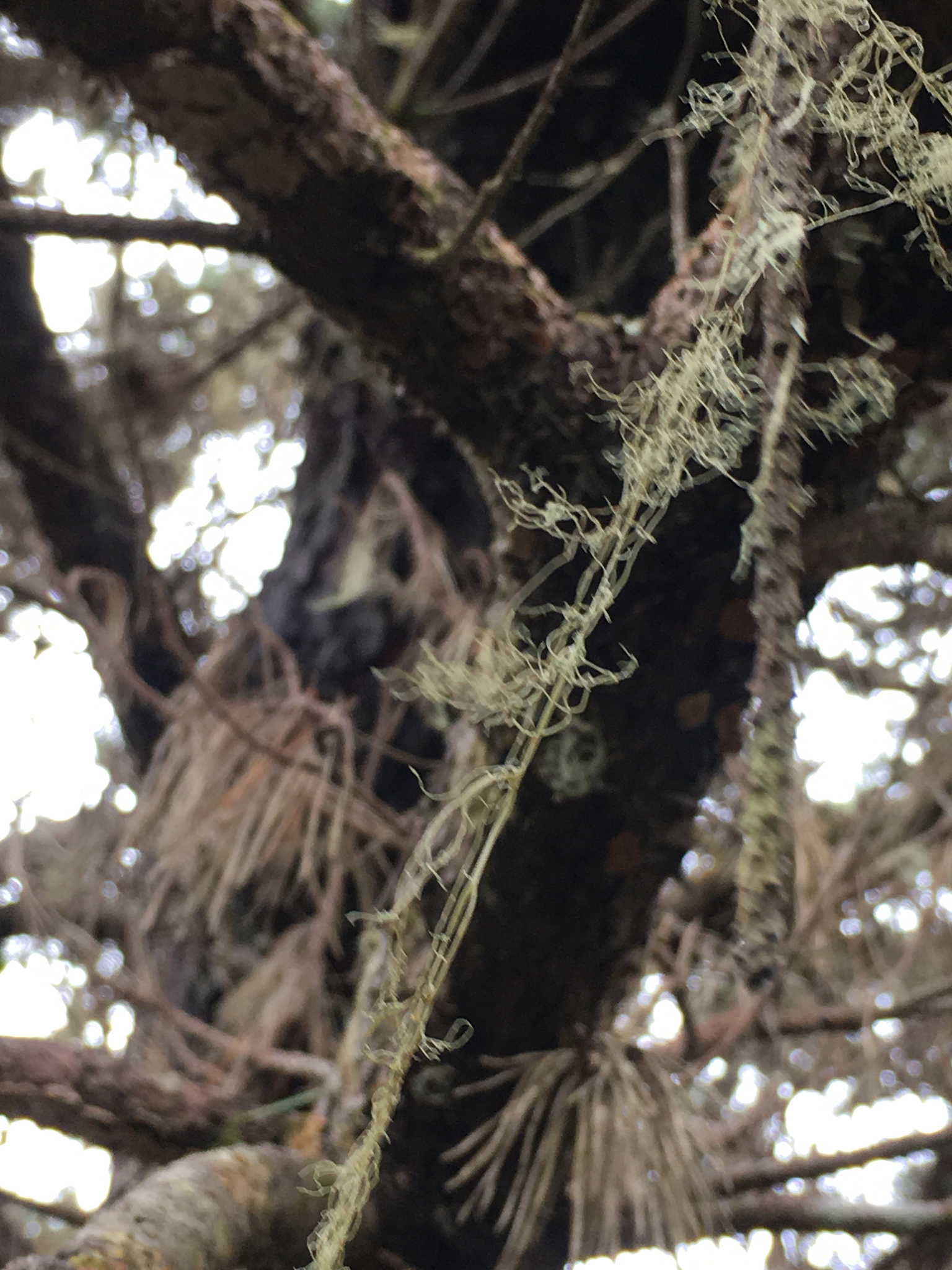 Ramalina image