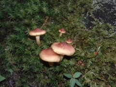 Agaricales