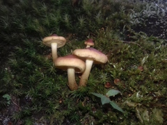 Agaricales