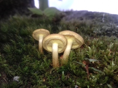 Agaricales