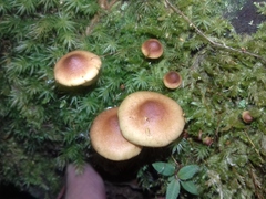 Agaricales