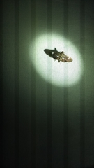 Desmia deploralis