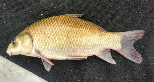 Smallmouth Buffalo