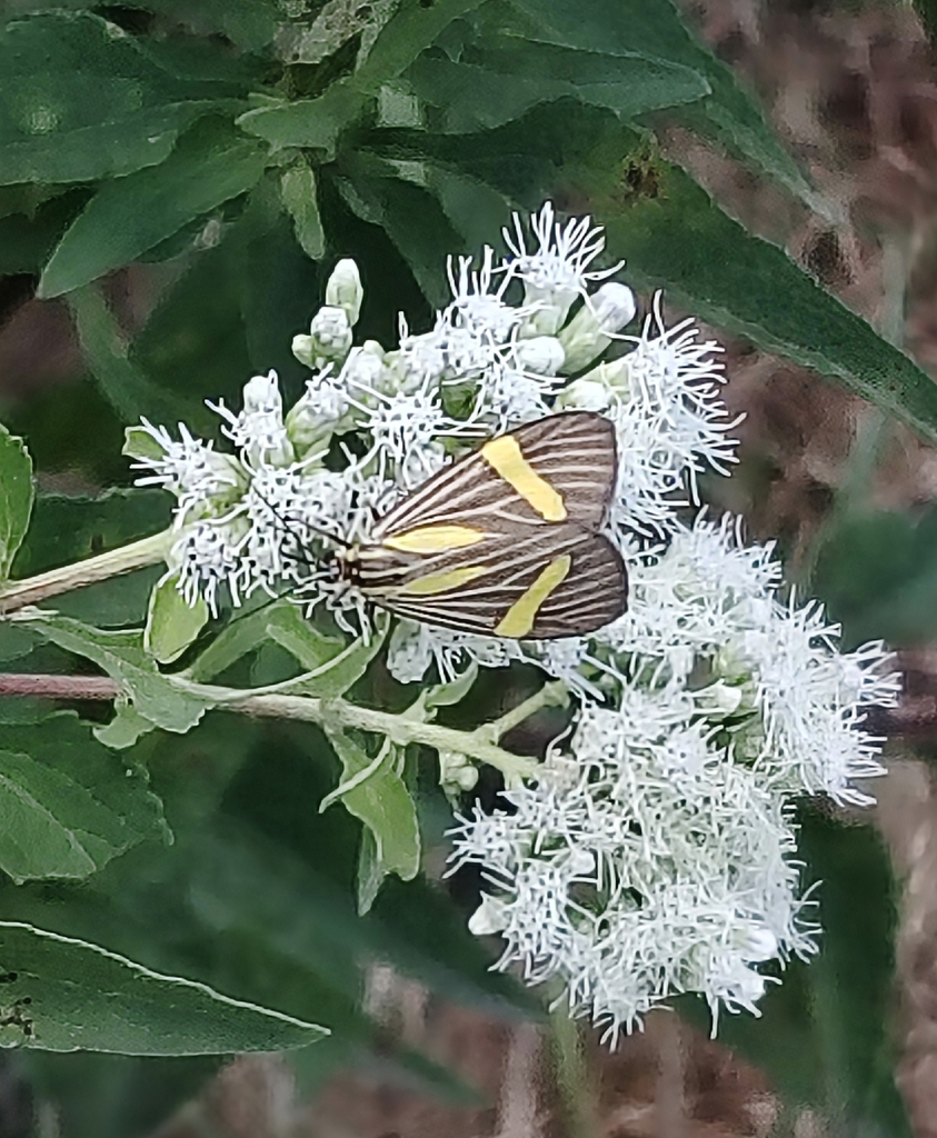Erbessa dominula
