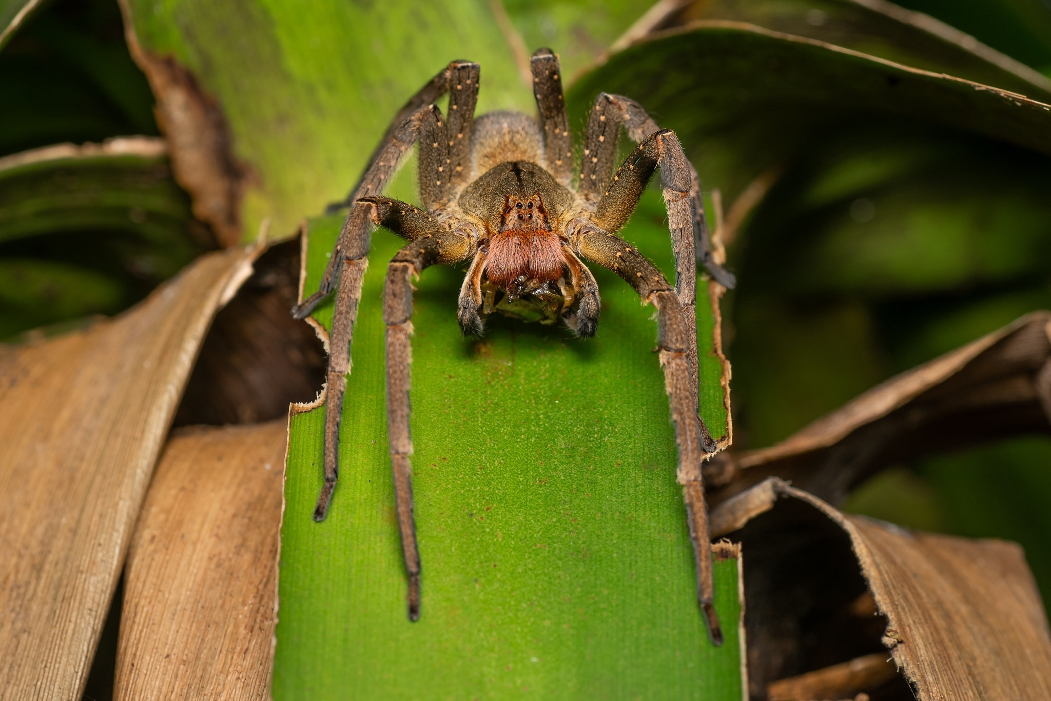 Araña Bananera (Phoneutria nigriventer) · NaturaLista Colombia