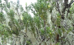 Podocarpus laetus × Podocarpus nivalis