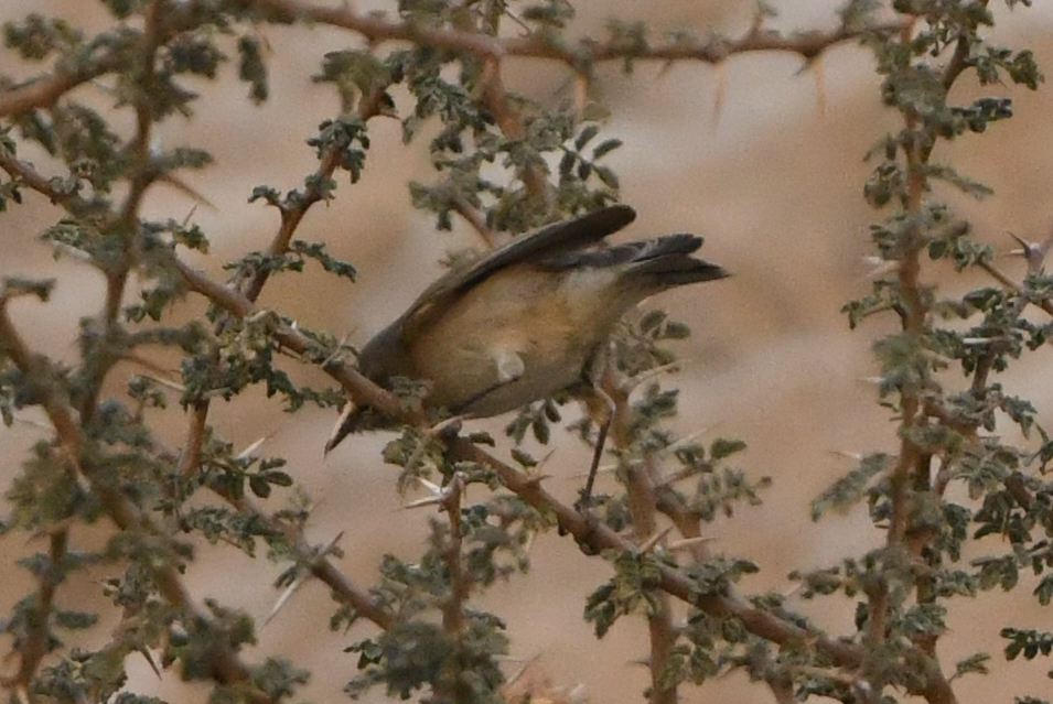 Plain Leaf Warbler (Phylloscopus neglectus), photo 8