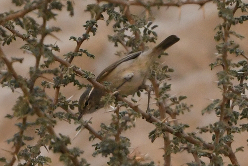 Plain Leaf Warbler (Phylloscopus neglectus)