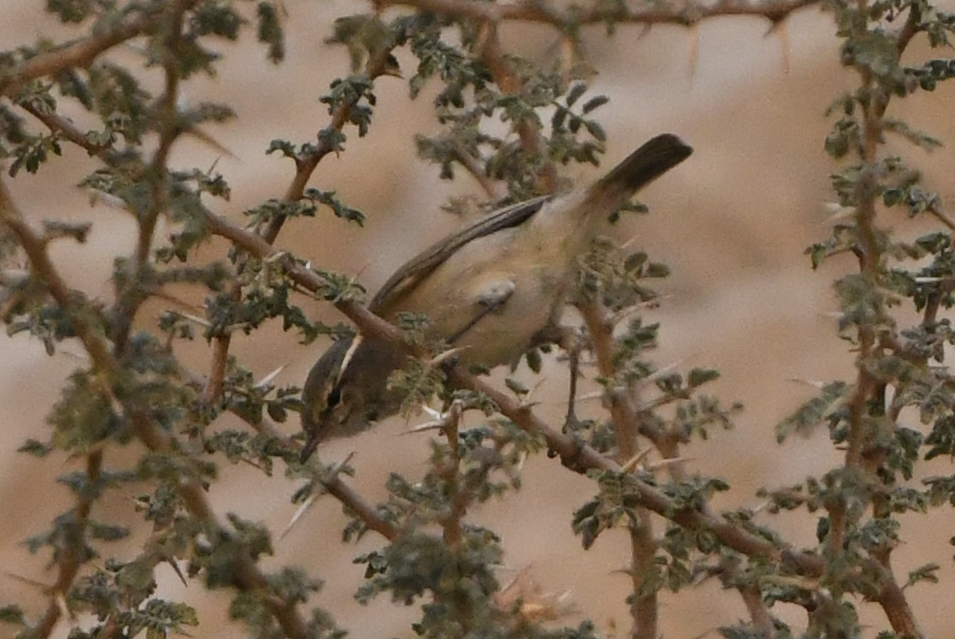 Plain Leaf Warbler (Phylloscopus neglectus), photo 1