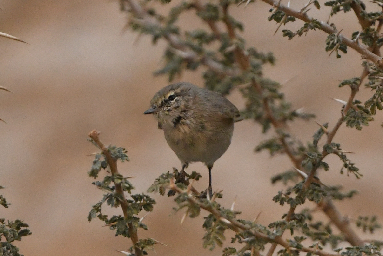 Plain Leaf Warbler (Phylloscopus neglectus), photo 2
