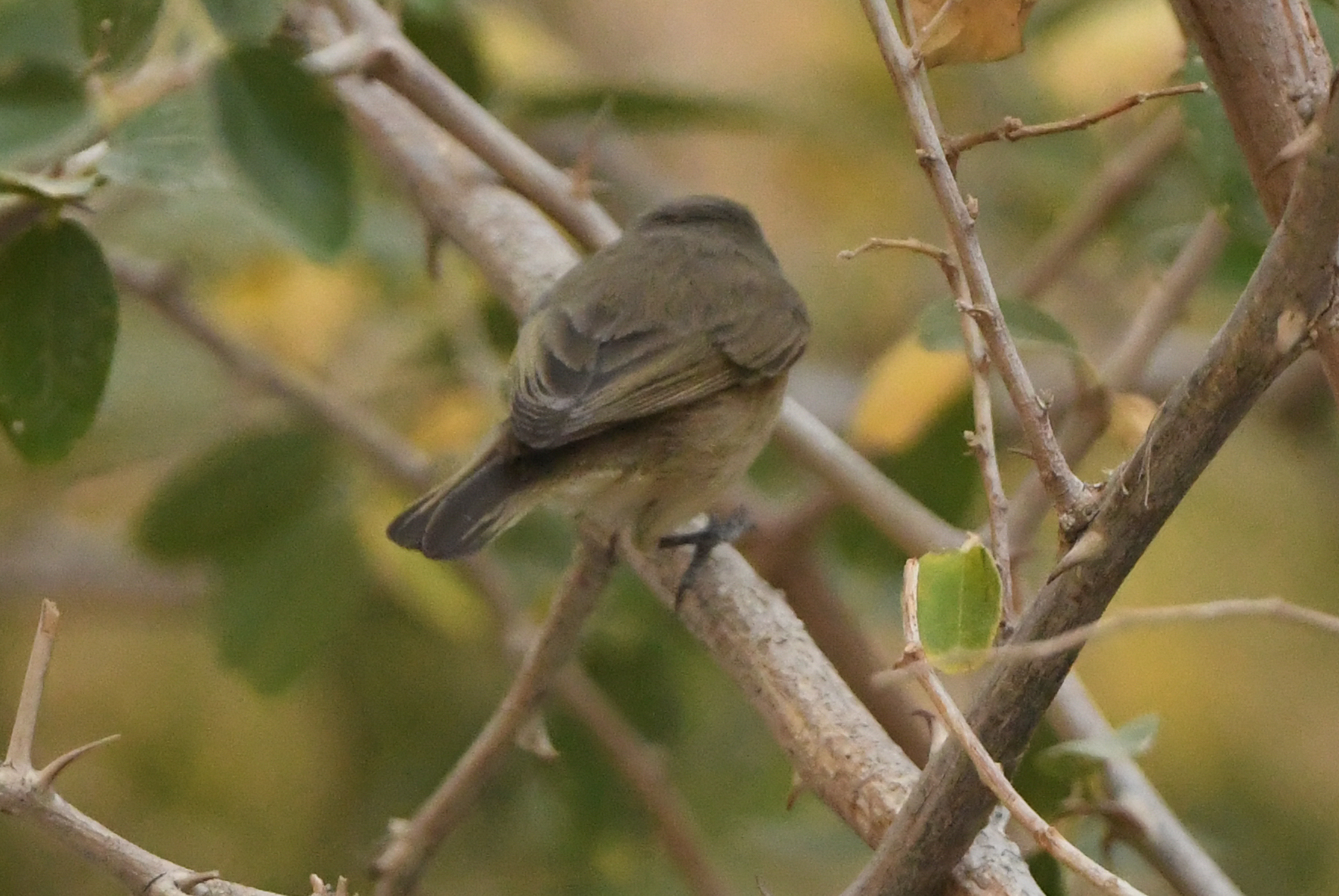 Plain Leaf Warbler (Phylloscopus neglectus), photo 9