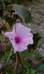Ipomoea carnea fistulosa