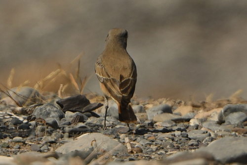 Red-tailed Wheatear (Oenanthe chrysopygia), photo 8