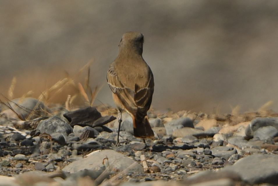 Red-tailed Wheatear (Oenanthe chrysopygia), photo 8