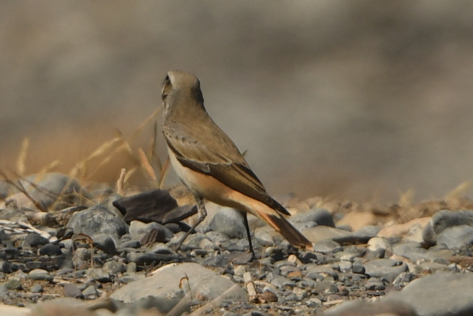 Red-tailed Wheatear (Oenanthe chrysopygia), photo 3