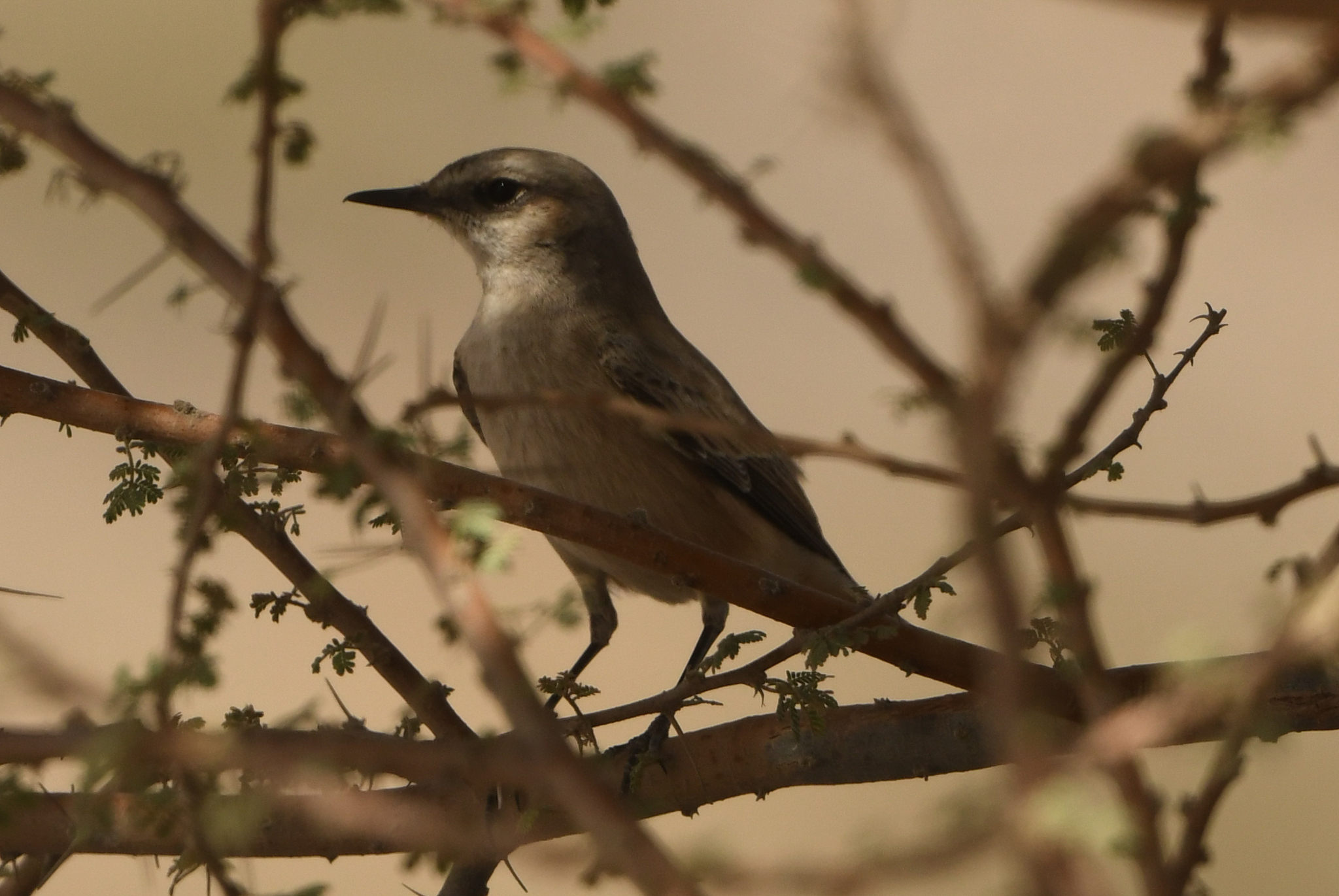 Red-tailed Wheatear (Oenanthe chrysopygia), photo 6