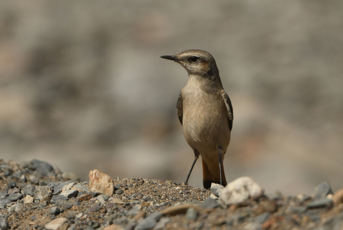 Red-tailed Wheatear (Oenanthe chrysopygia), photo 2