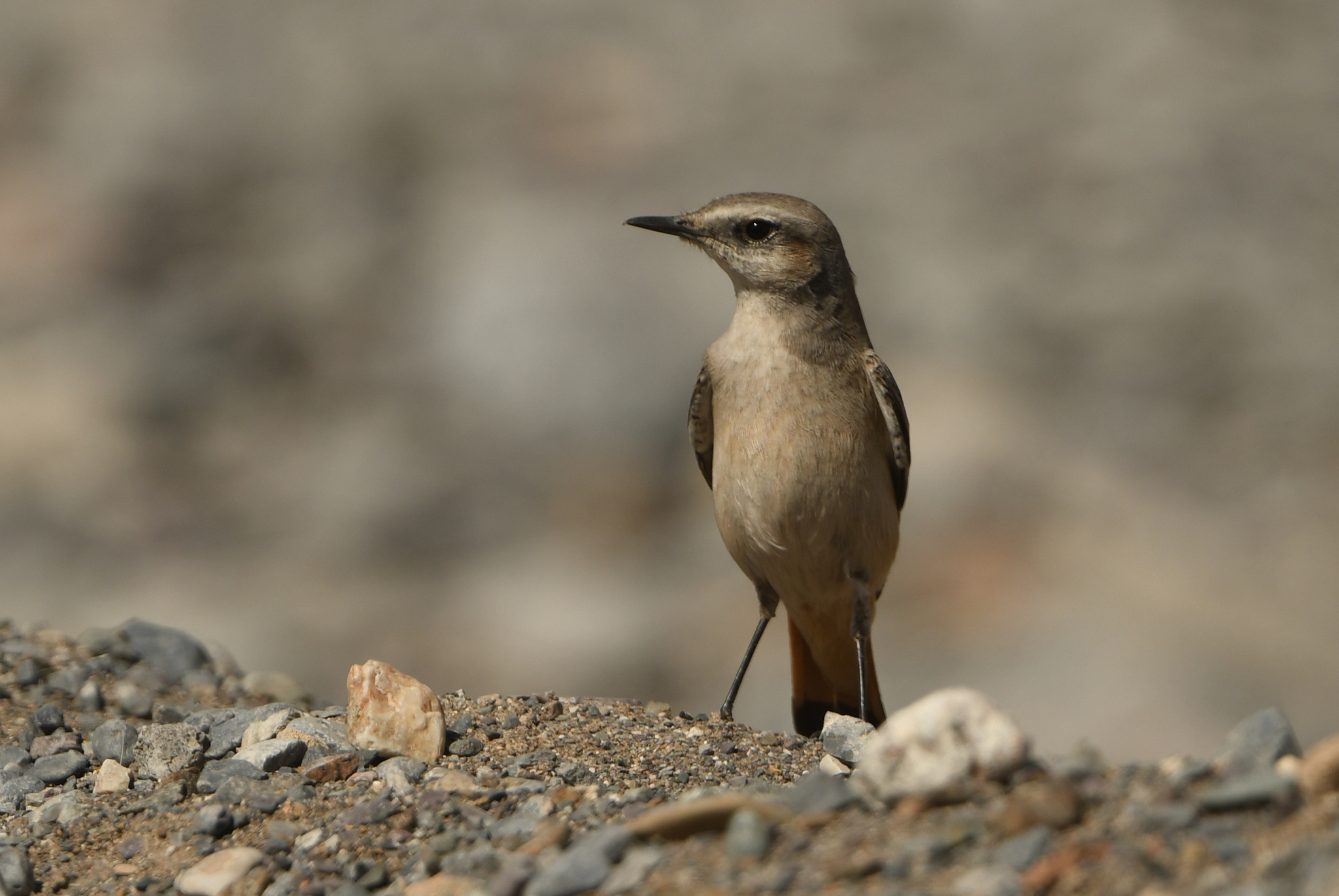 Red-tailed Wheatear (Oenanthe chrysopygia), photo 2