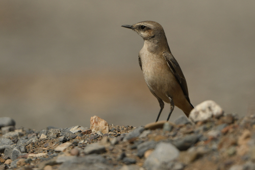 Red-tailed Wheatear (Oenanthe chrysopygia), photo 7