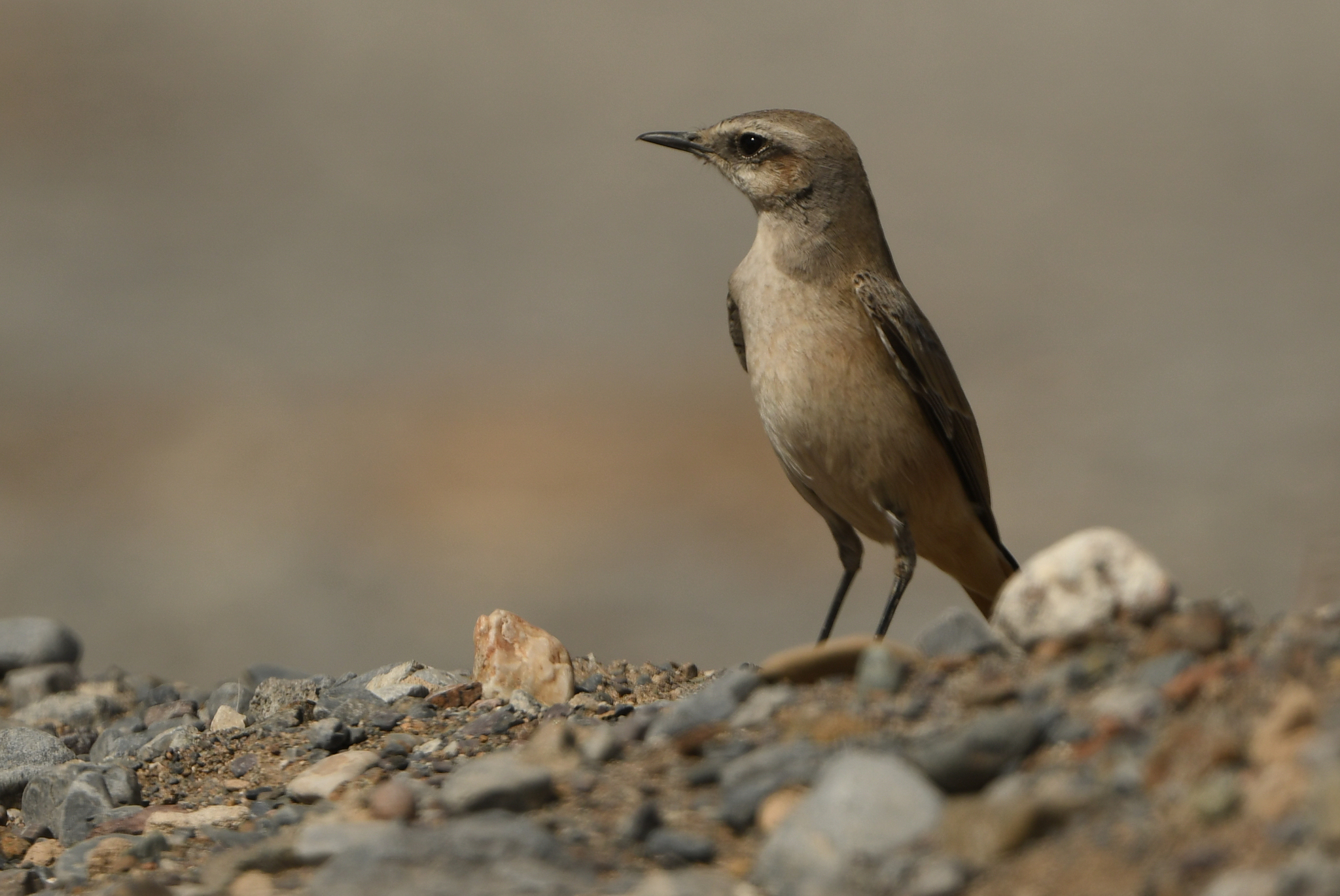 Red-tailed Wheatear (Oenanthe chrysopygia), photo 7