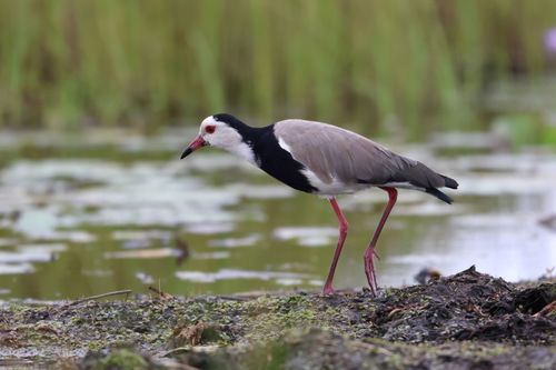 iNaturalist image