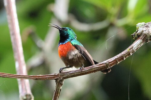 iNaturalist image