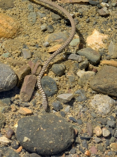 Platyceps hajarensis