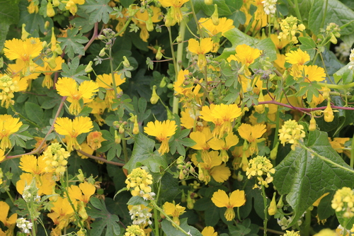 Canary-creeper (Tropaeolum peregrinum)