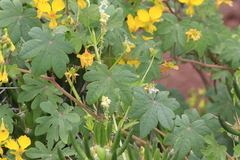 Tropaeolum peregrinum, photograph author not stated, no rights reserved