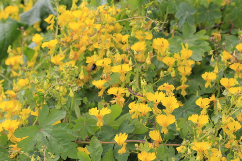 Tropaeolum peregrinum, photograph 5